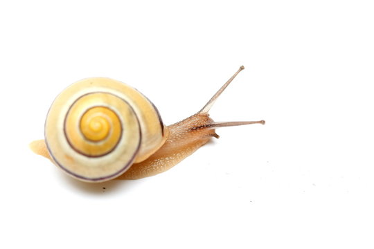 escargot