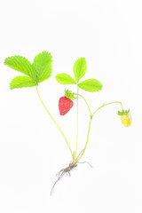 strawberries plant