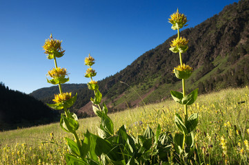 Gentiane jaune