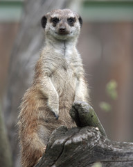 Suricata suricatta