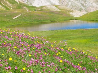 Obraz premium Fleurs et lac de montagne