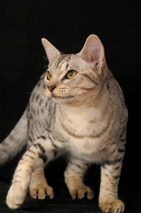 Naklejka premium OCICAT.