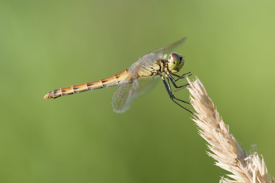 Dragonfly perched on a grass spike with green background