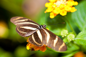 Obraz na płótnie Canvas Beautiful butterfly on a small yellow flower