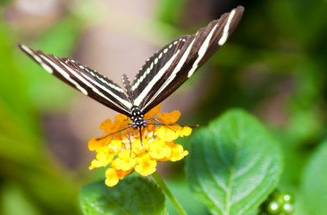 Beautiful butterfly on a small yellow flower