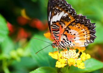 Fototapeta na wymiar Beautiful orange butterfly on a small yellow flower