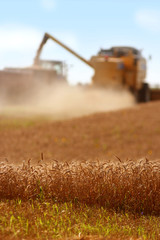 Fototapeta premium Harvesters