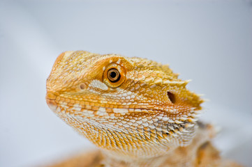 close up bearded dragon