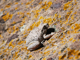Small stone coloured frog