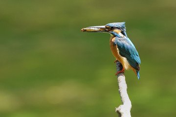 小魚を運ぶ翡翠