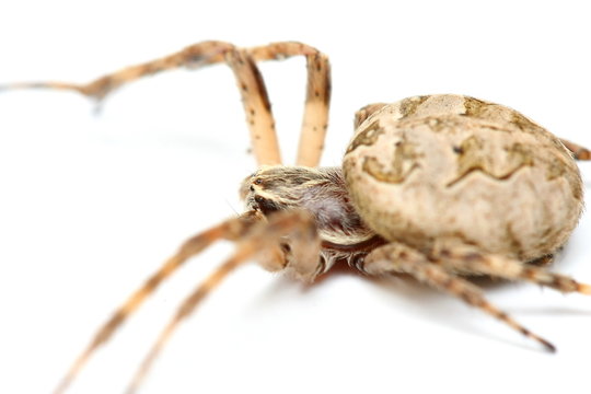 araign&eacute;e