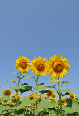 Three sunflowers isolated