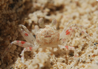 Closeup of a crab in Mauritius