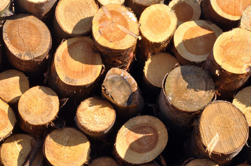 Trunks at a sawmill in German summer