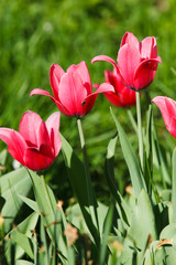 Tulipa, Tulip