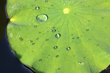 Photo sur Plexiglas fleur de lotus perles d& 39 eau