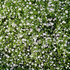 Obraz na płótnie Canvas white flowers on the ground