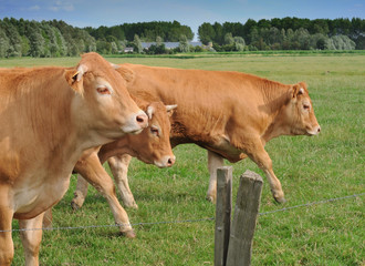 Young red bulls in meadow behind fence, shallow dof