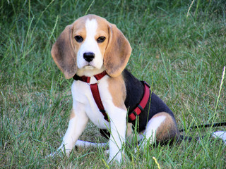 Beagle