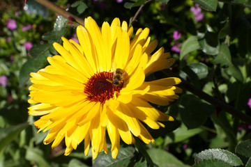 fleur de souci jaune comestible