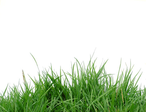 green grass on white background © anankkml