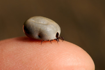 Zecke auf dem Finger