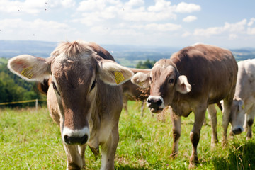 Fototapeta na wymiar cows on hills, beautiful sky