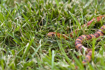 Snake in grass
