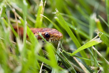 Snake in grass