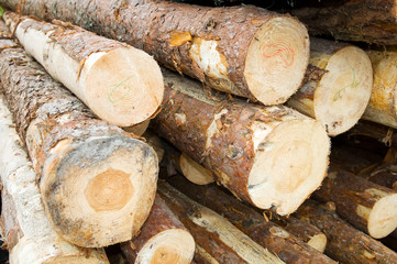 wood timber