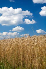 wheat field and perfect sky