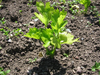 Stangensellerie im Gemüsebeet