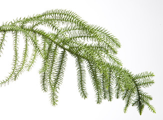 araucaria pin de norfolk