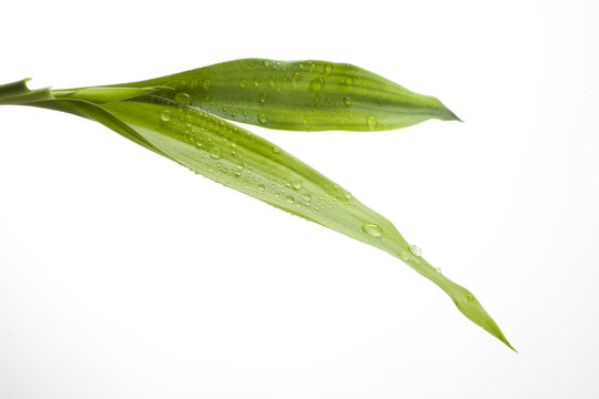 gouttes sur feuille verte