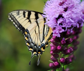 Butterfly and Flower