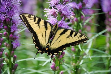 Swallowtail Butterfly