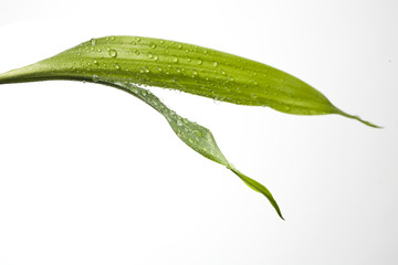 goutte d'eau sur feuille verte