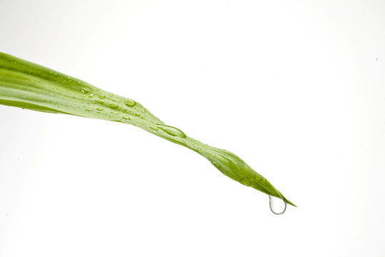goutte d'eau sur feuille verte