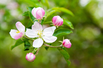 Apple Blossom