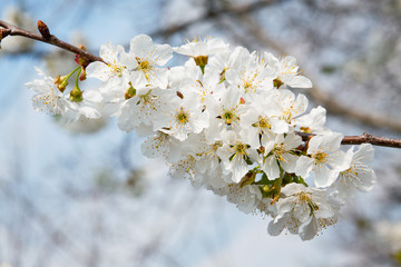 Springtime