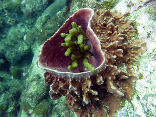 Xestospongia muta - Démosponges (Éponges cornéo-siliceuses)