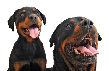 rottweiler adulte et chiot