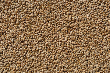 grain de blé tendre