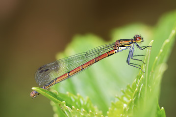 Damselfly