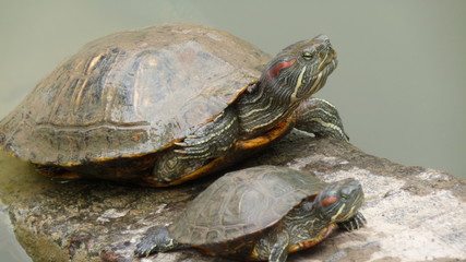 Fototapeta premium Turtles