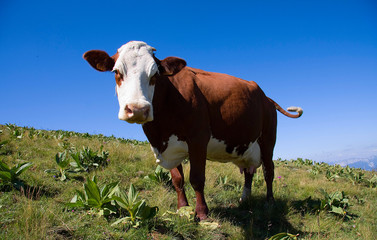 Vache abondance en alpage (Smenoz)
