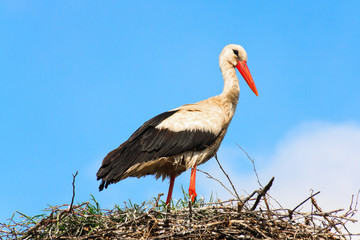 Stork standing in it's nest