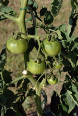tomates vertes