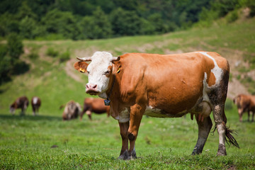 Cow on a field