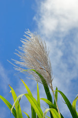 fleur de canne